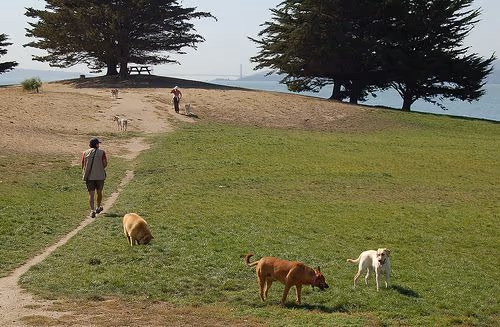 Point Isabel Regional Shoreline Dog Park photo 2